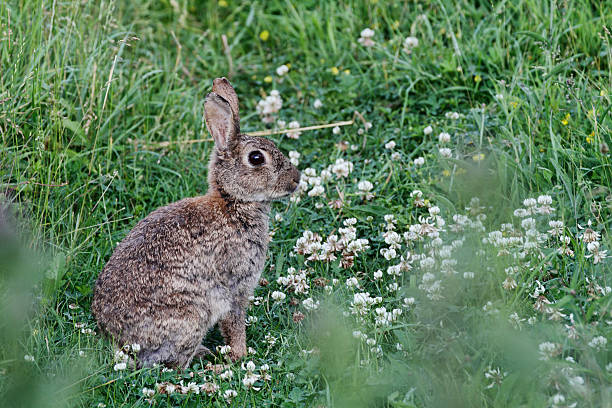 istock Wild rabbit Oryctolagus cuniculus sitting in white clover 181052332