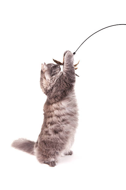 istock Gray Siberian cat playing with feather toy 181052350