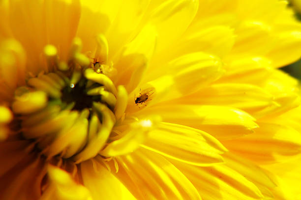 насекомое в желтый цветок - perfection gerbera daisy single flower flower стоковые фото и изображения