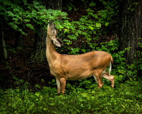 A healthy doe feeds in a lull between afternoon spring rainstorms.