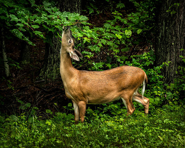 Deer Feeding On A Rainy Day stock photo