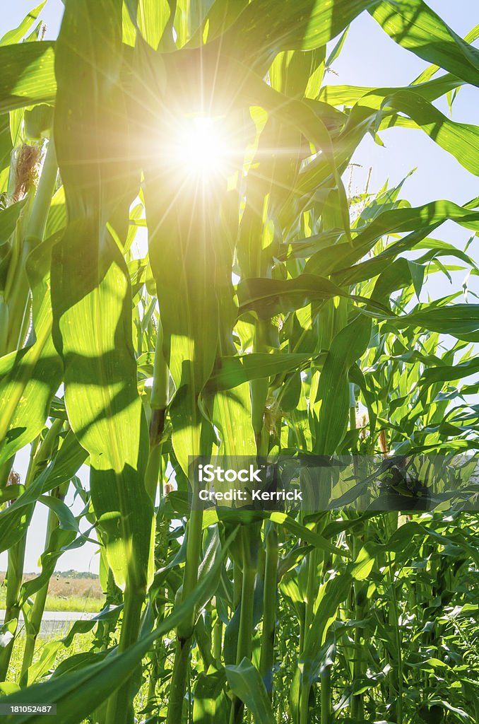 Mais-Pflanzen in zwei row - Lizenzfrei Agrarbetrieb Stock-Foto