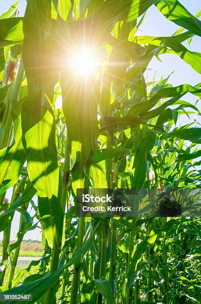 Maispflanzen In Zwei Row Stockfoto und mehr Bilder von Agrarbetrieb - Agrarbetrieb, Mais - Gemüse, Mais - Zea