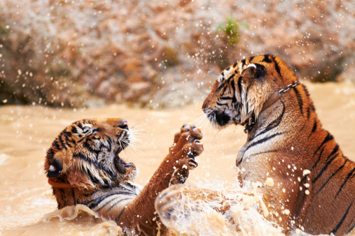 Tigers playfully fighting in the water