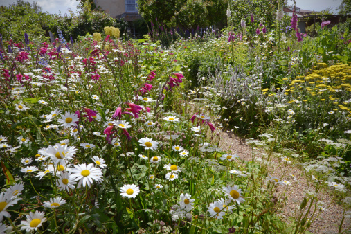 An English Cottage garden in full summer glory