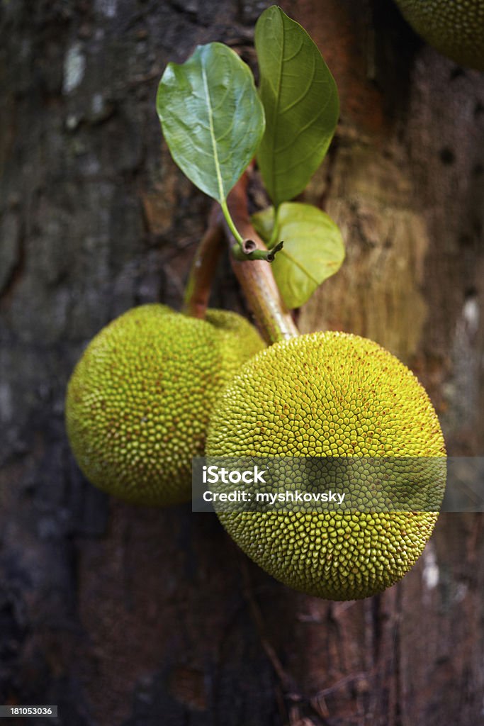 Breadfruit  Breadfruit Stock Photo