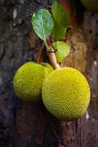 Breadfruit  cheese plant stock pictures, royalty-free photos & images