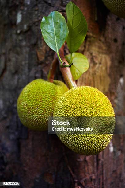 Breadfruit Stock Photo - Download Image Now - Breadfruit, Jackfruit, Cheese Plant