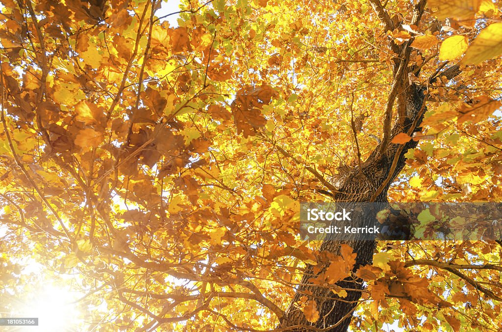 Laubbaum im Herbst Farben - Lizenzfrei Ast - Pflanzenbestandteil Stock-Foto