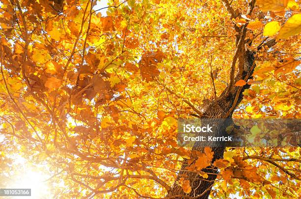 Laubbaum Im Herbst Farben Stockfoto und mehr Bilder von Ast - Pflanzenbestandteil - Ast - Pflanzenbestandteil, Baum, Blatt - Pflanzenbestandteile