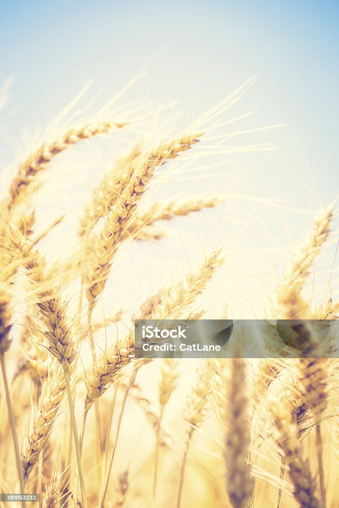 Schöne sonnige Wheat Field - Lizenzfrei Agrarbetrieb Stock-Foto