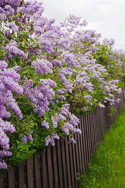 istock Lilac and wooden fence. 181053249