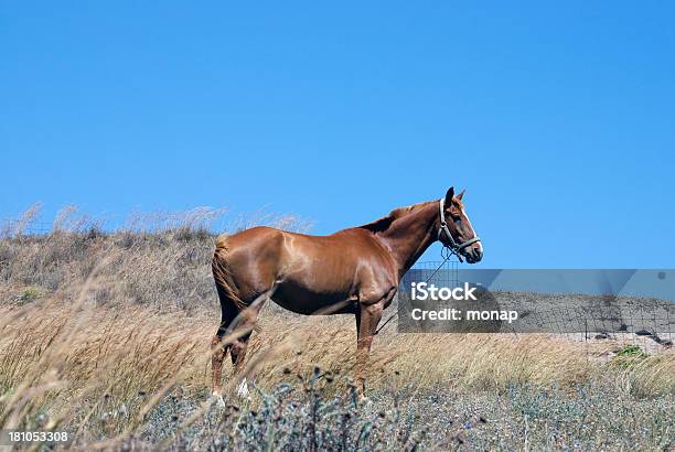 Horse Marrón Foto de stock y más banco de imágenes de Agricultura - Agricultura, Aire libre, Animal