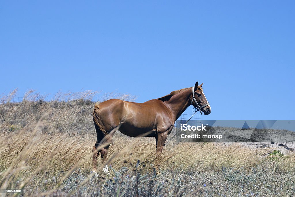 Cavalo Castanho - Royalty-free Agricultura Foto de stock