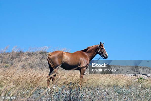 Cavalo Castanho - Fotografias de stock e mais imagens de Agricultura - Agricultura, Animal, Animal macho