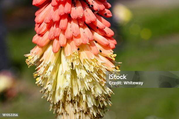 Kniphofia 레드 핫 부지깽이 검정콩 진딧물 Infestation 0명에 대한 스톡 사진 및 기타 이미지 - 0명, 감염, 검은 진딧물