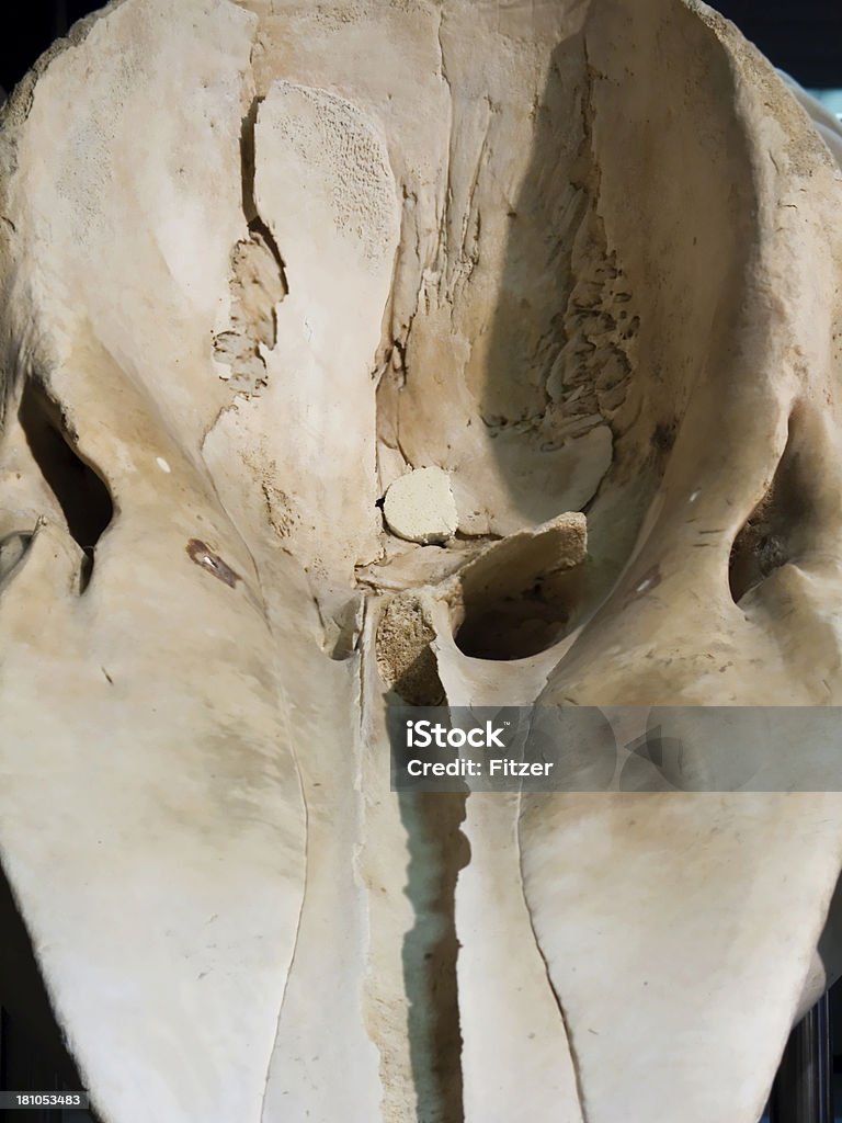Синий кит cranium - Стоковые фото Абстрактный роялти-фри