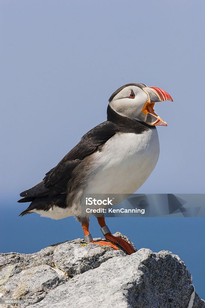 Papagaio-do-mar de chamadas - Royalty-free América do Norte Foto de stock