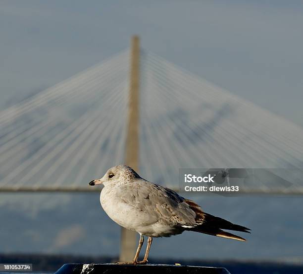 Möwe Am Fluss Cooper River Bridge Charleston South Carolina Stockfoto und mehr Bilder von Charleston - South Carolina