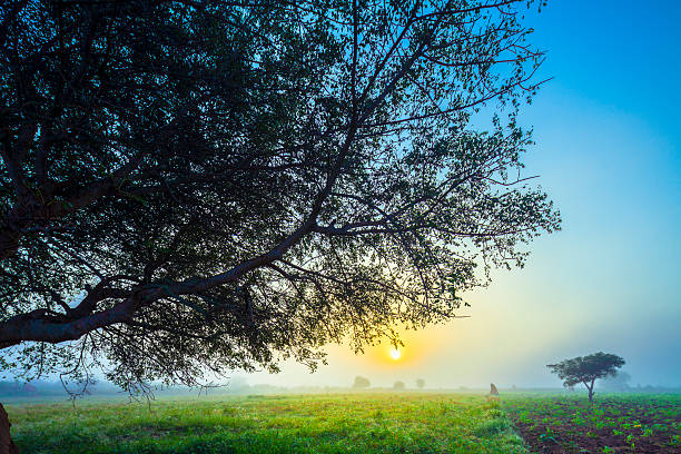 Sunrise over corn fields stock photo