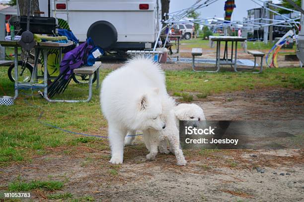 Per Conoscerci - Fotografie stock e altre immagini di Ambientazione esterna - Ambientazione esterna, Animale da compagnia, Annusare