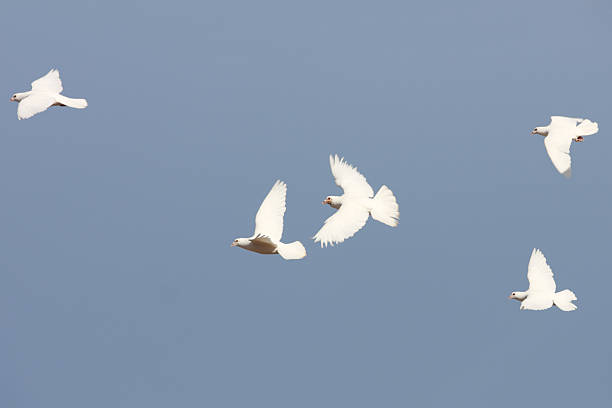 White dove looking out from a cage.