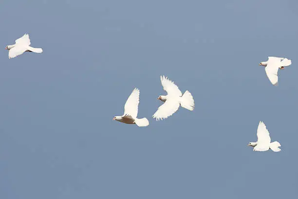 Photo of Homing Pigeon White Dove Bird