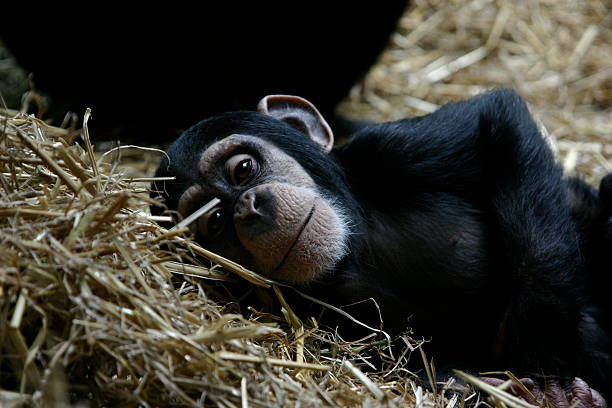 istock How is life in a zoo? 181053936