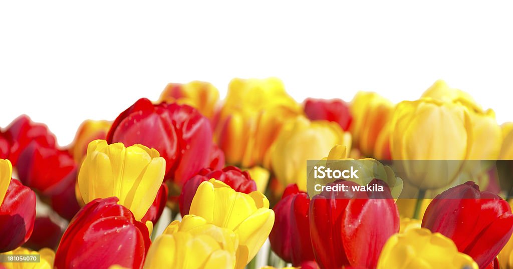 Tulipani gialli e rossi - Foto stock royalty-free di Aiuola