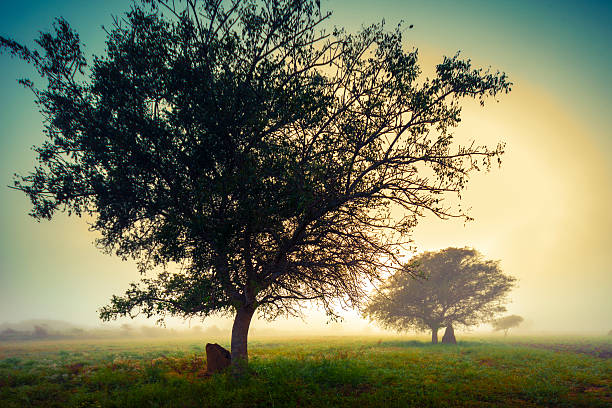 Sunrise in winter stock photo