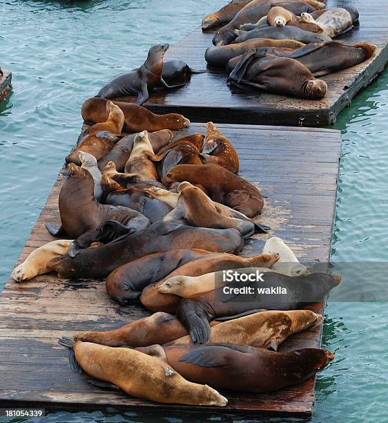 Muchos De Juntas Foto de stock y más banco de imágenes de Agua - Agua, Aire libre, Animal