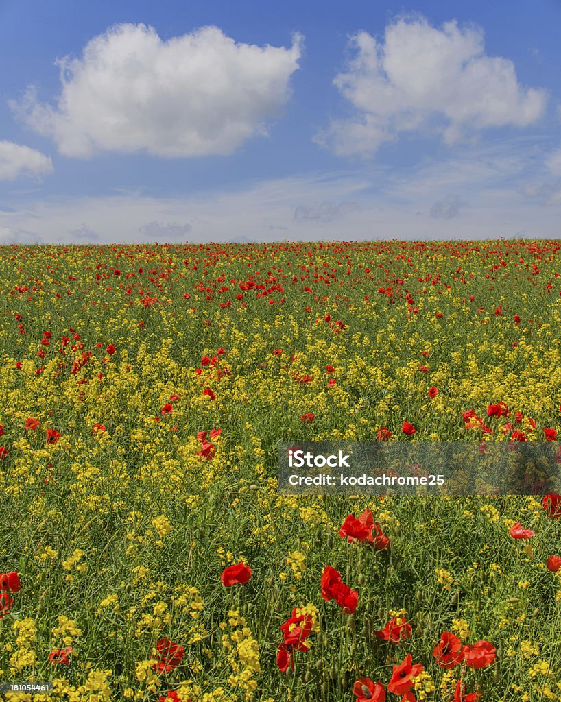 summer colour a field of summer colour in the english countryside. yellow oil-seed rape, red poppies and green crops and trees contrast with a vivid blue sky on a summers day Agricultural Field Stock Photo