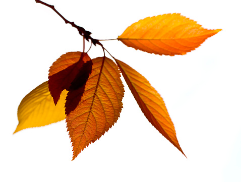 Autumn Birch Tree branch and leaves.