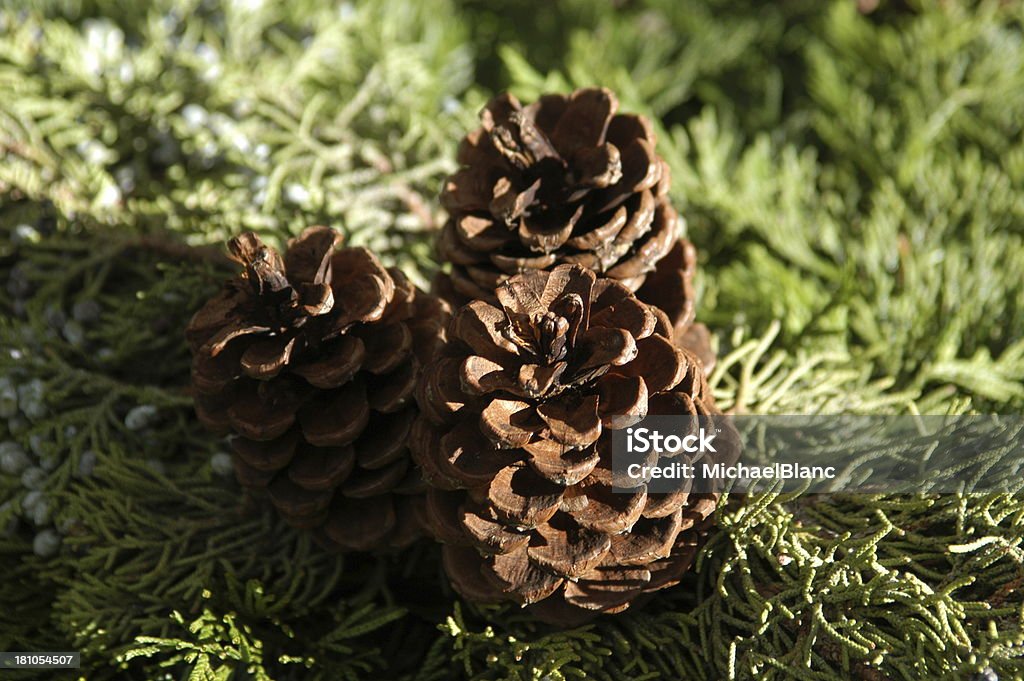 Pinecones na Evergreen - Foto de stock de Advento royalty-free