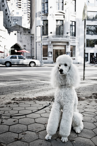 White poodle on the street of New York, next to the Central Park. Selective focus.