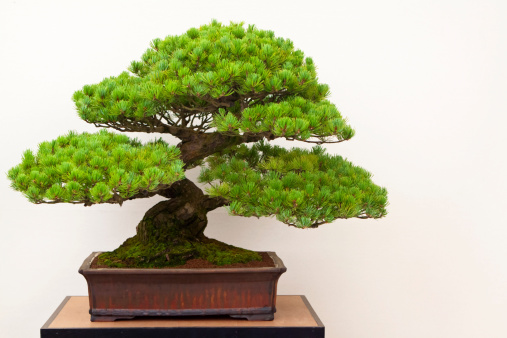 A specimen Japanese White Pine Bonsai Tree, or Pinus Paviflora, in a glazed ceramic bonsai pot on a wooden display stand,  against a white background, Good copy space.
