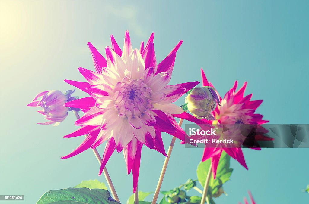 Bunte Dahlie im Sonnenlicht - Lizenzfrei Baumblüte Stock-Foto