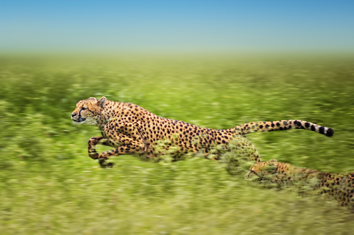 Correr cheetahs photo