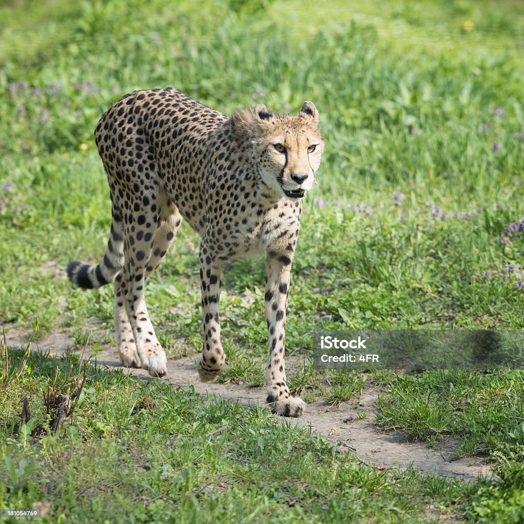 Dans la vie sauvage guépard chasse - Photo de Afrique libre de droits