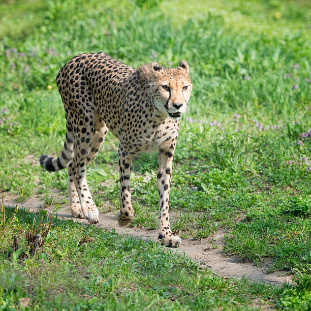 istock Hunting Cheetah in Wildlife 181054769