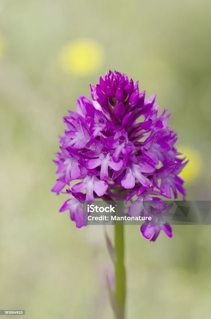 Piramidal Orchid (Anacamptis pyramidalis - Foto de stock de Beleza natural - Natureza royalty-free