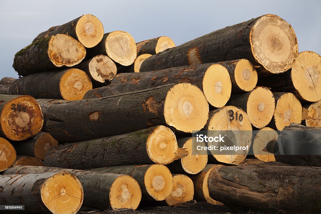 Piles of freshly cut beech trees Piles of freshly cut beech-trees in a lumberyard. Please see similar pictures :  Blue Stock Photo