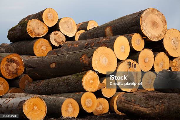 Piles Of Freshly Cut Beech Trees Stock Photo - Download Image Now - Blue, Brown, Circle