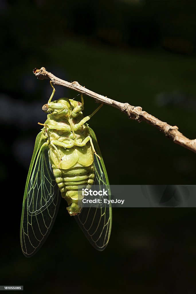 Cigarra Nymph después de desprendimiento exoesqueleto secado en el sol - Foto de stock de Aire libre libre de derechos