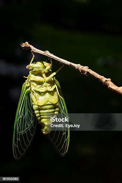 Cigarra Nymph Después De Desprendimiento Exoesqueleto Secado En El Sol Foto de stock y más banco de imágenes de Aire libre