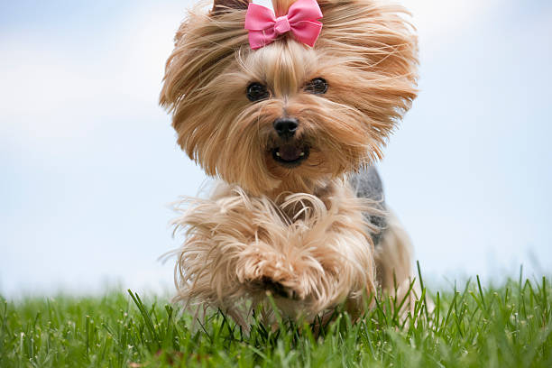 istock Yorkshire Terrier dog running on a hill 181055097