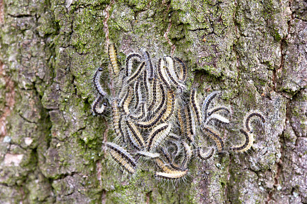View to Oak Processionary View to Oak Processionary at an oak tree. These caterpillars have poisonous setae. It is dangerous for people. Do not touch these insects! moth larvae pictures pictures stock pictures, royalty-free photos & images
