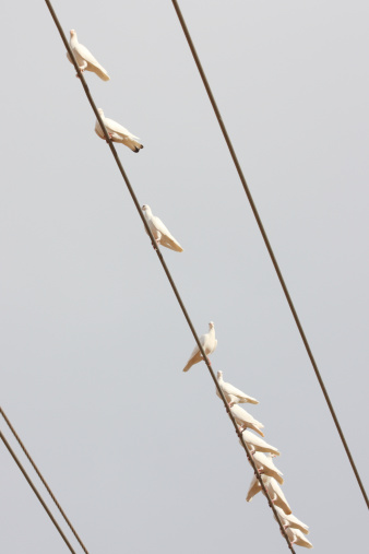 White doves - a breed of Rock Dove or domestic homing pigeon - perch on a power wire. White doves are used for ceremonial release, and so are also called release doves. The birds are released at important functions to commemorate milestones in life. They represent offerings of hope at weddings and birthdays, and represent the soul's final journey at funerals. They are part of a large flock that can fly freely, but always return to roost at night in a neighborhood backyard, where they feed and are captured for release events. Village of Oak Creek, Arizona, 2013.