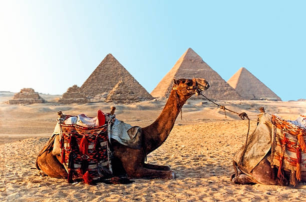 istock Camel and the Great Pyramids of Giza in Egypt 181056514