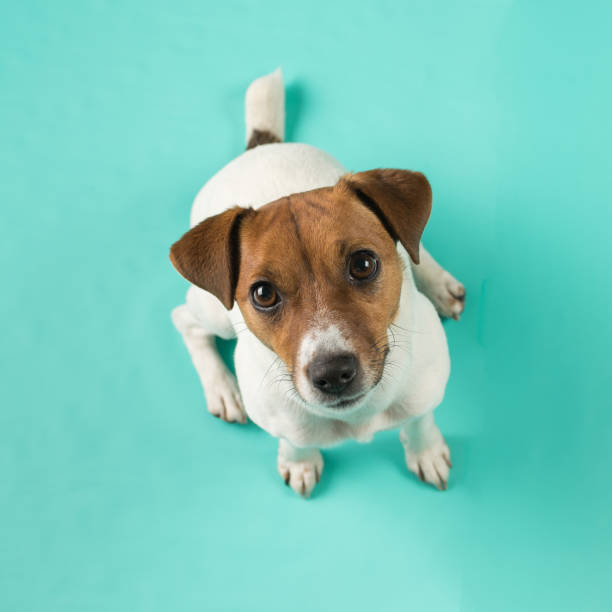 istock A dog sitting and looking up on a turquoise background. 1810565290